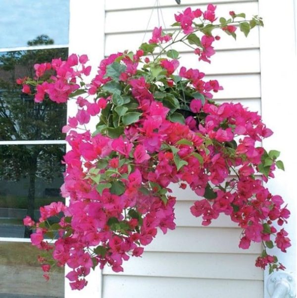 HGD 50cm Outdoor Bougainvillea Balcony Planter