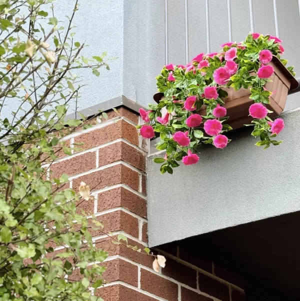 HGD 50cm Outdoor Pink Petunia Balcony Planter